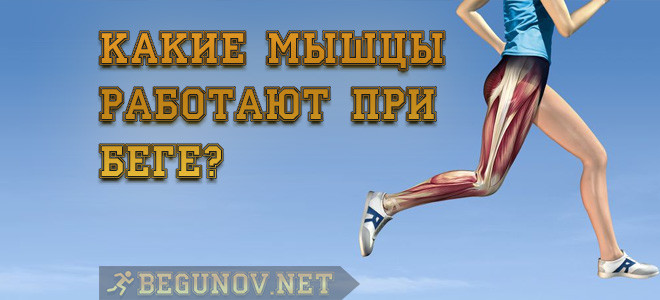 Какие мышцы работают при беге?